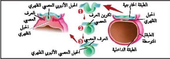 ملخص 1-1 الأسماك – الأسماك والبرمائيات