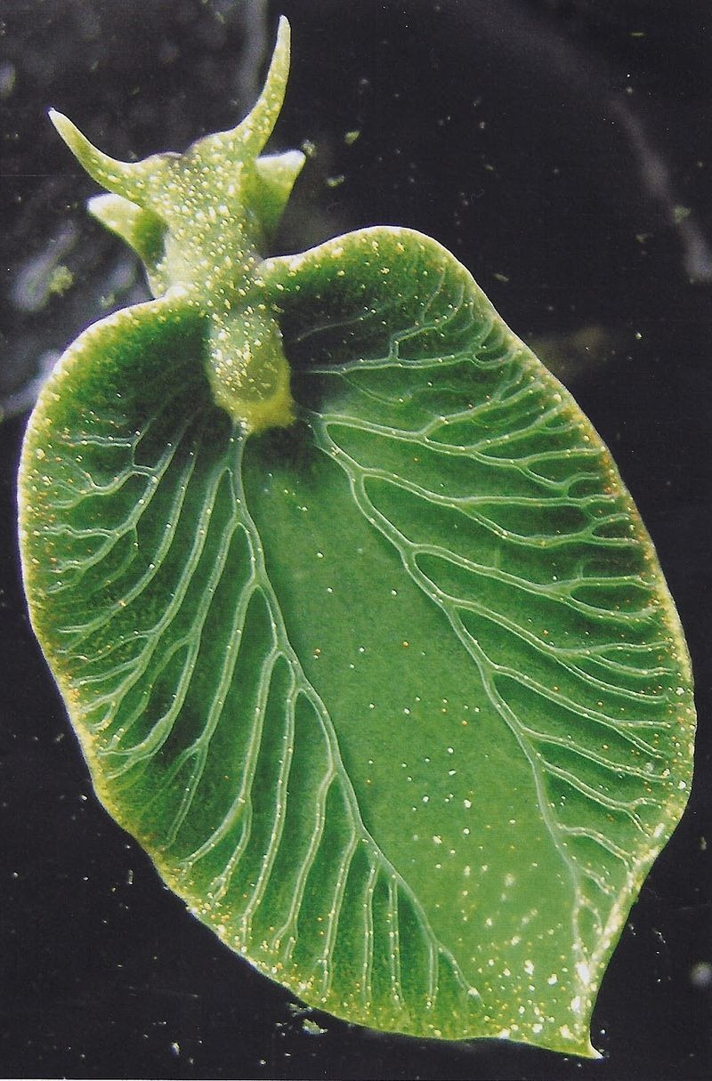 elysia-chlorotica-3