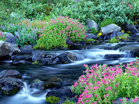 Best Nature Wallpaper flowering plants adorn the rocky river(1024 x 764) Full HD 9