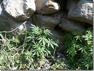 Manali - 19 - Wild weed