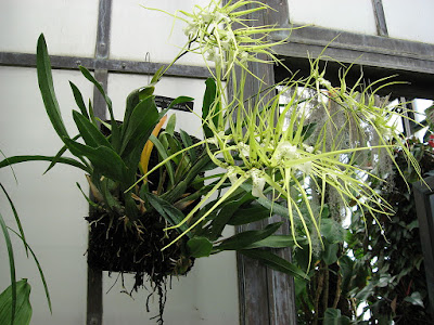 Grow and care Brassia verrucosa orchid - The Warty Brassia