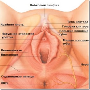 female-vagina-perineum-labeled