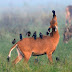 Antelope...