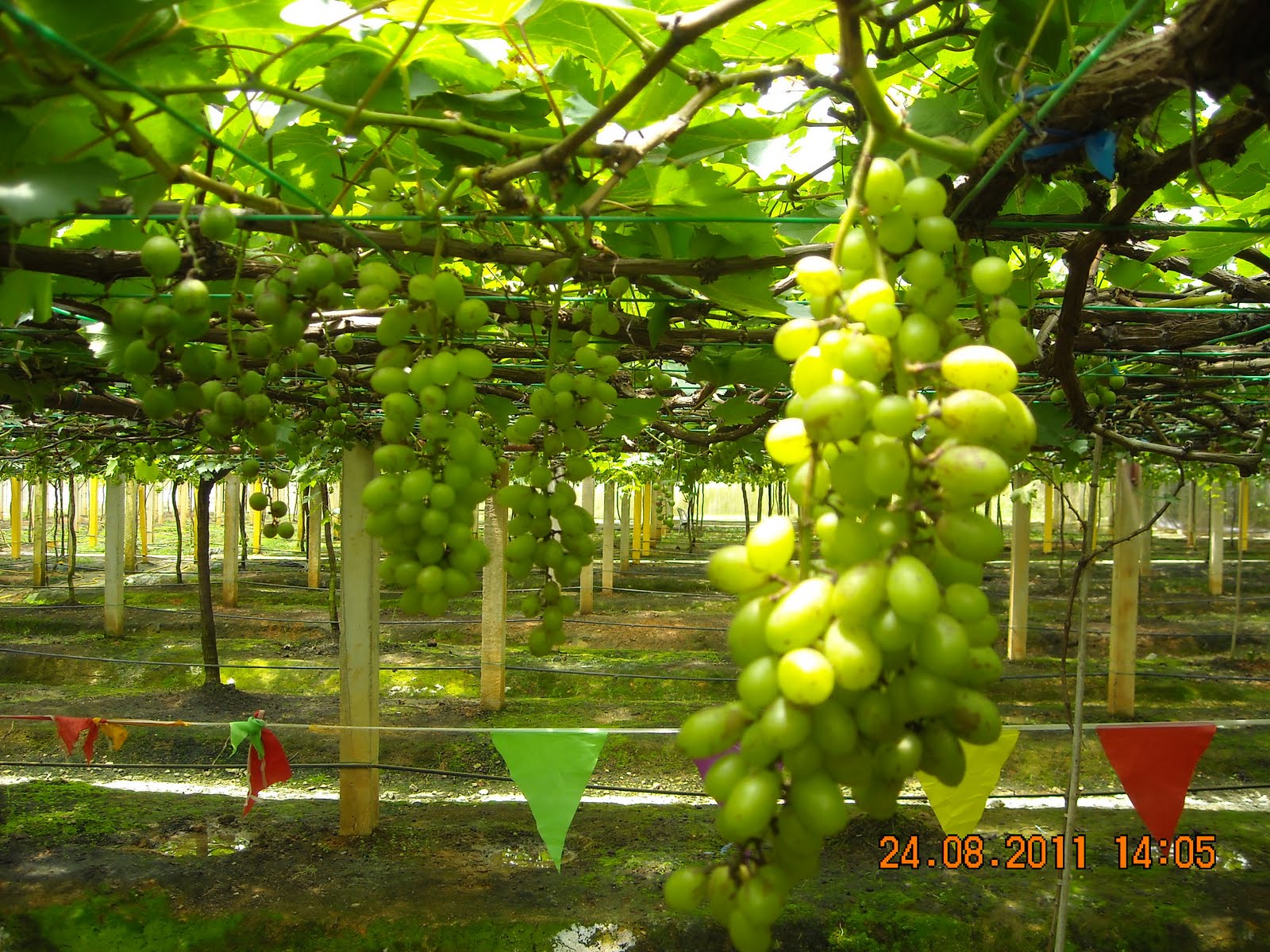 Mini Fruit Farm@PeterTean.com: Grape Farm @ Sik
