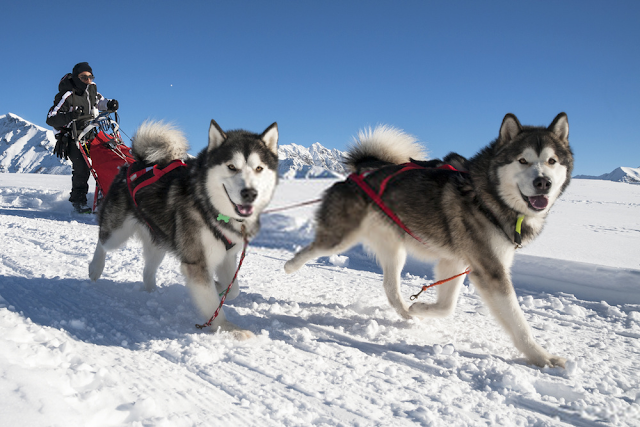 Các loại và giống chó Husky - Husky Alaska