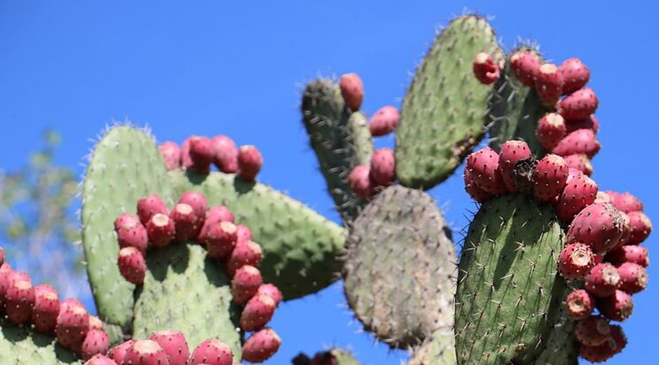 Mexican Inventors Created Organic Leather Alternative Based On Nopal Cactus