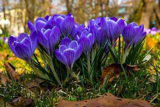 Image: Crocus Spring Flowers, by Hermann Traub  on Pixabay