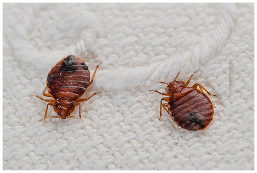 bed bugs