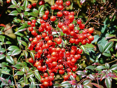 Nandina domestica - Heavenly bamboo care and culture