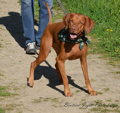 Magyar Vizsla wandernd