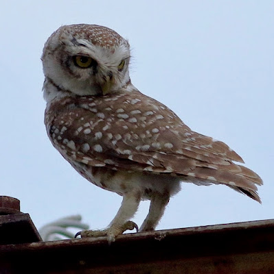 "The Spotted Owlet (Athene brama) is a tiny, stocky bird. The upper sections are grey-brown and strongly speckled with white. The underside is white with dark streaks. The face disc is pale, and the iris is yellowish. There's a white neckband and supercilium. The owl in the photo is perched on a large girder, peering at the camera lens."