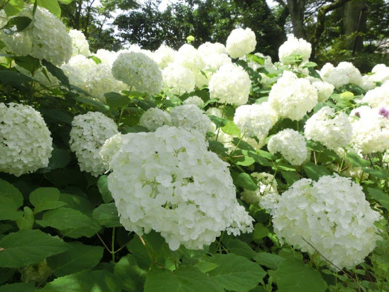 白い精霊 アナベル 鎌倉の紫陽花 あじさい