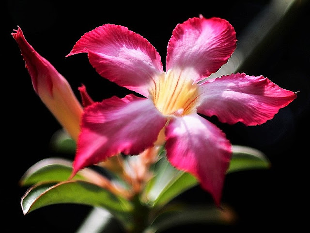 Zuiko OM 35mm 1:2, Vintage Lens Test, The Adenium Obesum 02