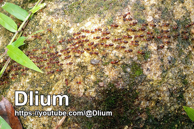 Dlium Gondang termite (Bulbitermes neopusillus)