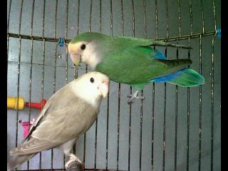 Lovebird Non Kacamata