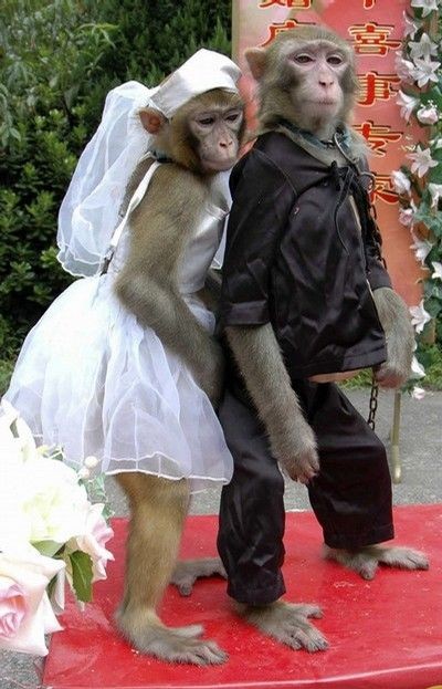 comique mariage