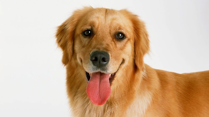 Ide Penting Gambar Anjing, Ide Top!