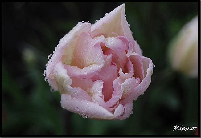 tulipan