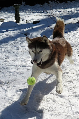 Finding a healthy pet food can be confusing, but it doesn't have to be! You'll find Premium ingredients, Safety testing, Nutrition Experts to talk to, and 100% Satisfaction with Natural Balance pet food.