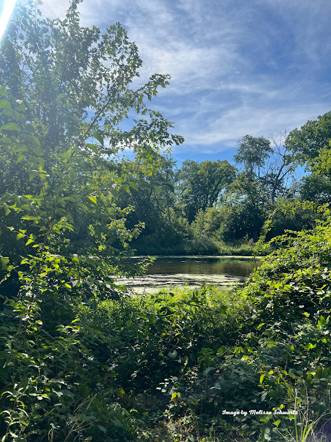 A peek at the Des Plaines River in Potawatomi Woods Forest Preserve.