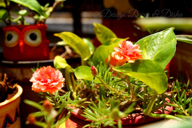 Balcony Garden