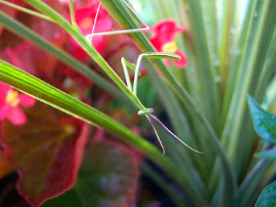 Mantis in Flowers