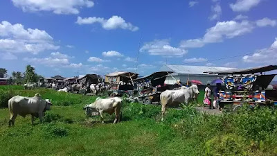 Wisata Gerobak Sapi di Kalasan Yogya