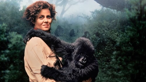 Gorilles dans la brume 1988 truefrench