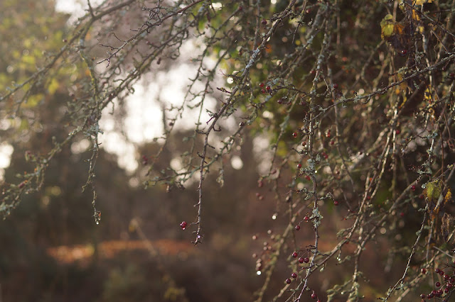 Photographs of weeds in December