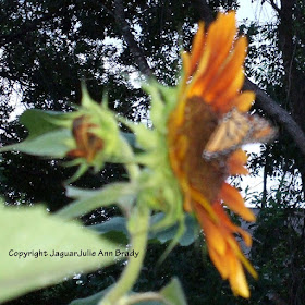 Monarch butterfly on Autumn Beauty Sunflower blossom