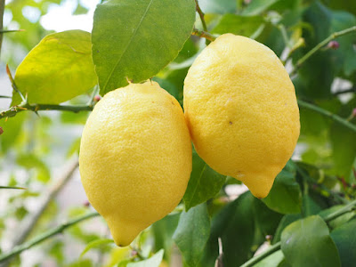 Common Lemon Tree Problems