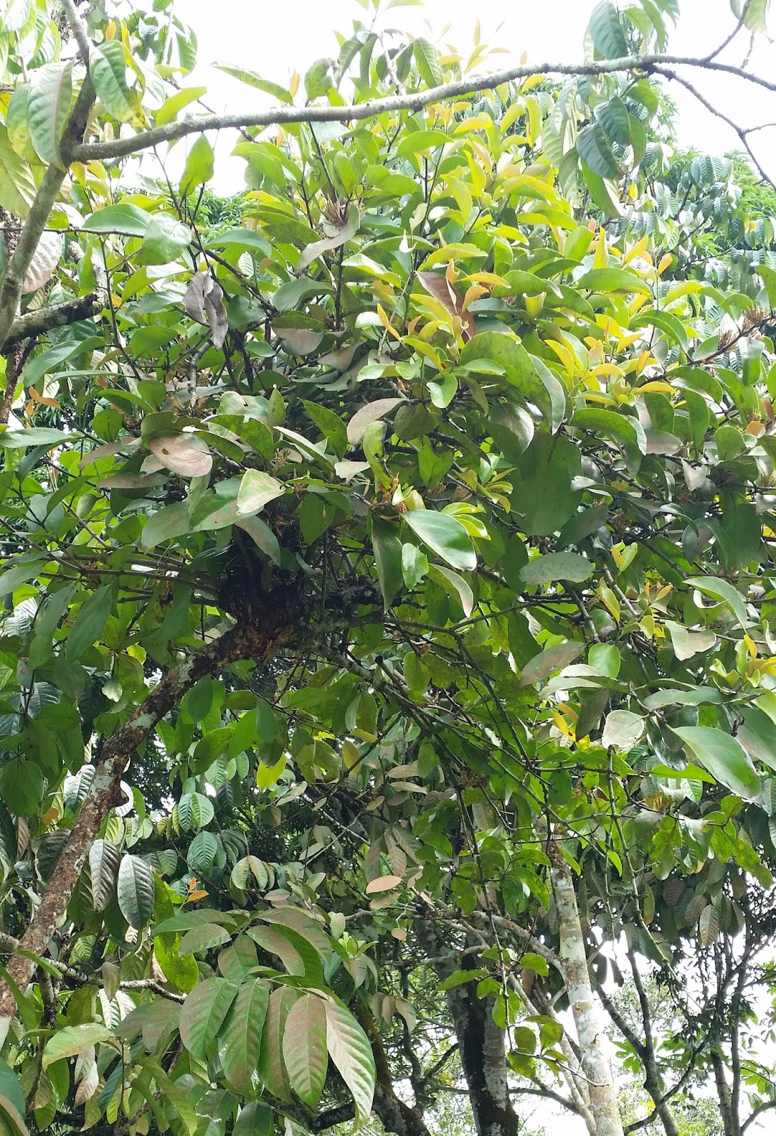 Warisan Petani: Pokok Dedalu