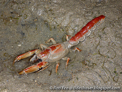 Kelanang Mud Lobster (Thalassina kelanang)