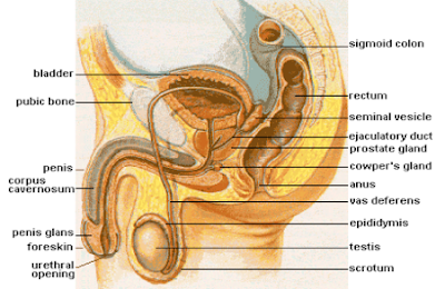 Organ Reproduksi Pada Pria