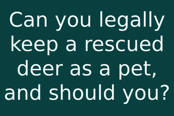Can you legally keep a rescued deer as a pet, and should you?