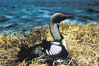 Pacific Loon – Alaska Maritime National Wildlife Refuge – 1975 – USFWS