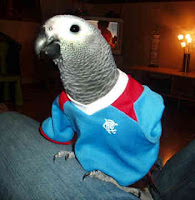 African Grey Bird