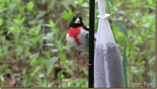 Birds and flowers_043