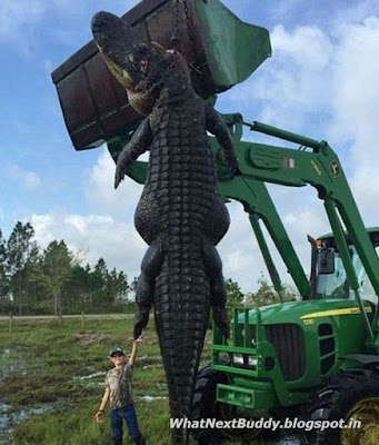 large alligator found in usa