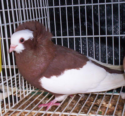 Komorner Tumbler Pigeon Felegyhazer Tumbler Pigeon