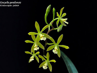 Encyclia peraltensis - Peralta Encyclia care