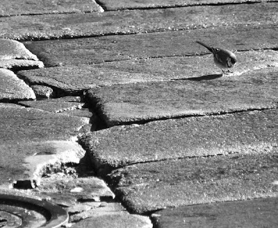 black and white photo of a bird near a drain