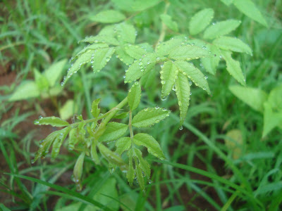 natural leaf