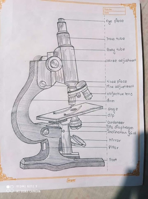 Labelled  Diagram of Compound Microscope | Figure Of Compound Microscope