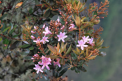 Bejaria aestuans