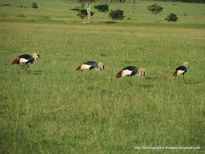 grassland biome animals. cimarron national grassland human impact. tropical grassland biomepros