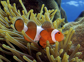 adopt a fish - a clown anemonefish