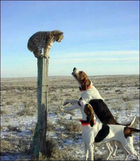 funny cat and dog