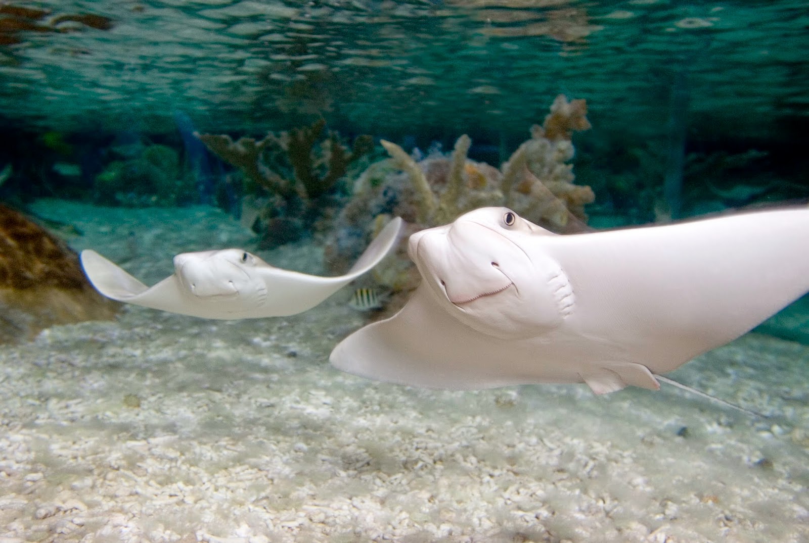 Cow Nosed Stingray