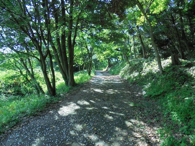 木漏れ日の木陰